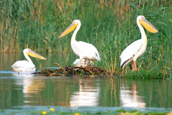 Pelican rănit, găsit pe fondul de vânătoare de la Negru Vodă